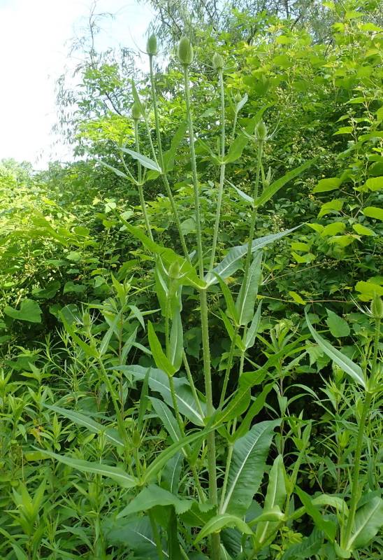 A large (based on the individuals at the GNA) stem of Teasel