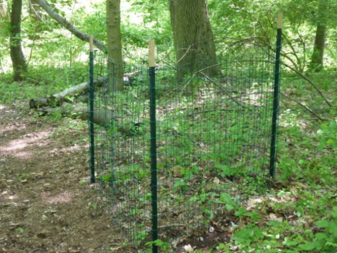 Exclosure with Nodding Trillium (Trillium cernuum)