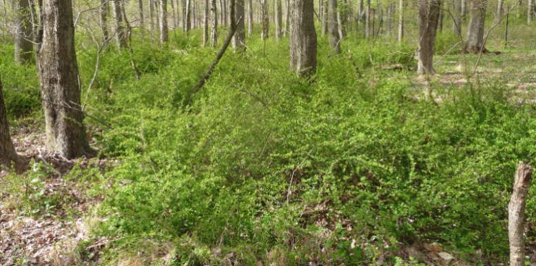 Japanese Barberry (Berberis thunbergii)