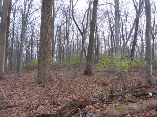 Amur honeysuckle (Lonicera maackii) dominating the forest floor and still retaining many of its leaves in early December