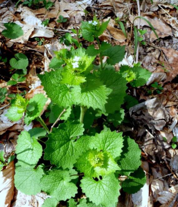 Garlic mustard (Alliaria petiolata)