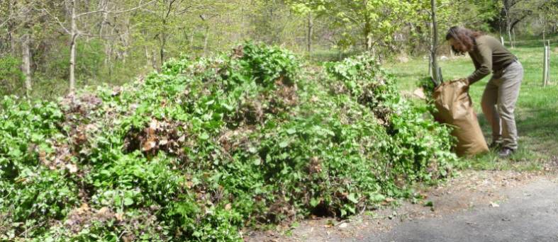 Garlic mustard (Alliaria petiolata)