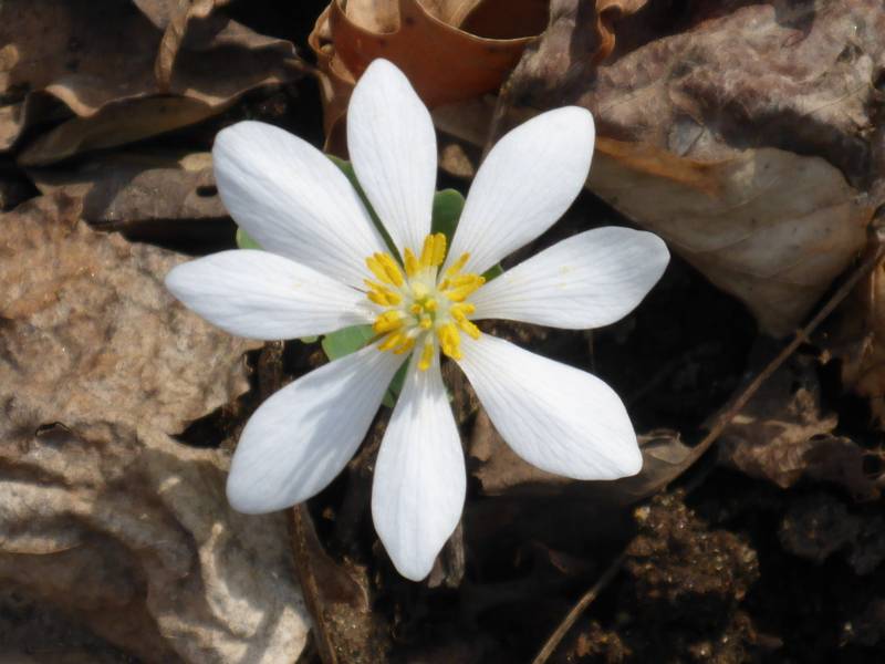 The ant-dispsered Bloodroot planted in the GNA nursery.