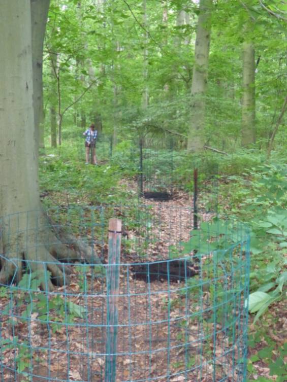 GNA Intern Alex Hodowanec planting trees along a decommissioned trail.