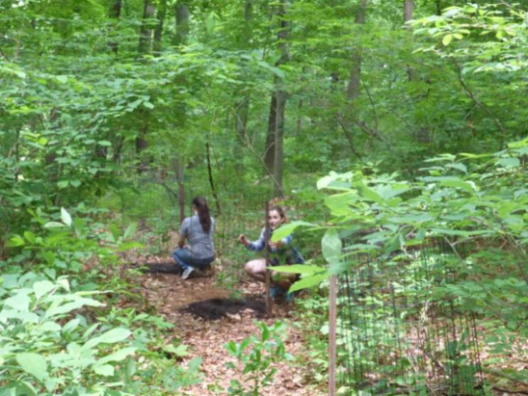 Summer Interns Alex and Katie planting trees in the GNA (2017).