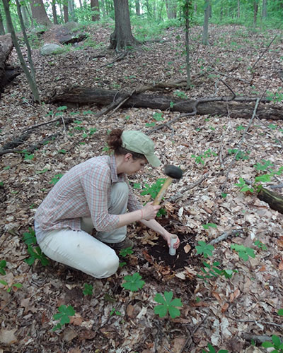 Graduate student Dana Charitonchick collecting soils for a seed bank study