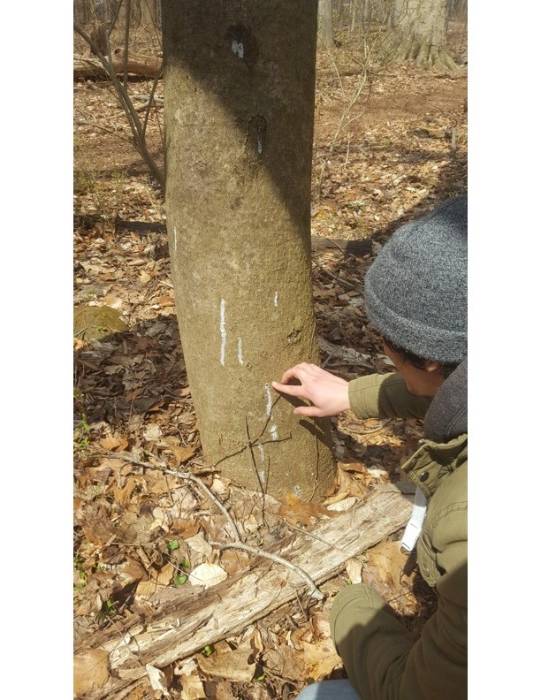 Lead investigator Kit Catranis examining a Tree of Heaven for signs of Spotted Lanternfly egg masses