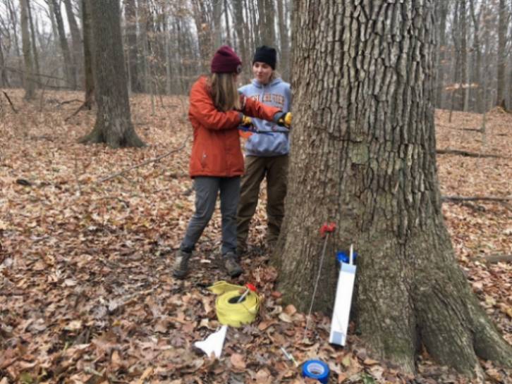 GNA Intern Maribeth Beatty and principle researcher Sarah Polohovich coring a large White Oak