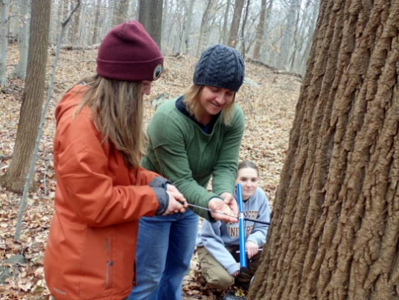 GNA Intern Maribeth Beatty and Dr. Jessica Schedlbauer (faculty advisor) remove a core from a Tulip Poplar while Sarah Polohovich supervises.