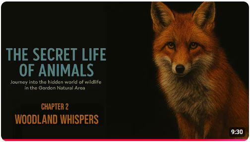 Secret Life of Animals