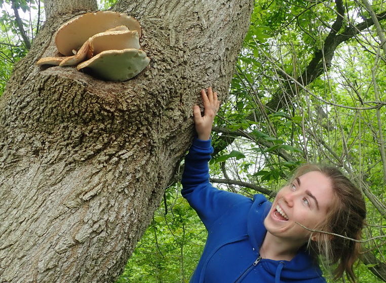 GNA Intern Maribeth Beatty checking out some Dryad's Saddle fungus  (Cerioporus squamosus)