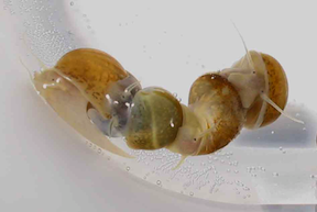 Hermaphroditic freshwater snails